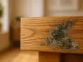 Moisissure sur un meuble en bois. Apprenez à fabriquer un fongicide naturel pour bois afin de protéger vos meubles.