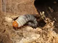 Larve blanche se nourrissant dans une cavité de bois, rappelant la dégradation d'une charpente apparente bois.