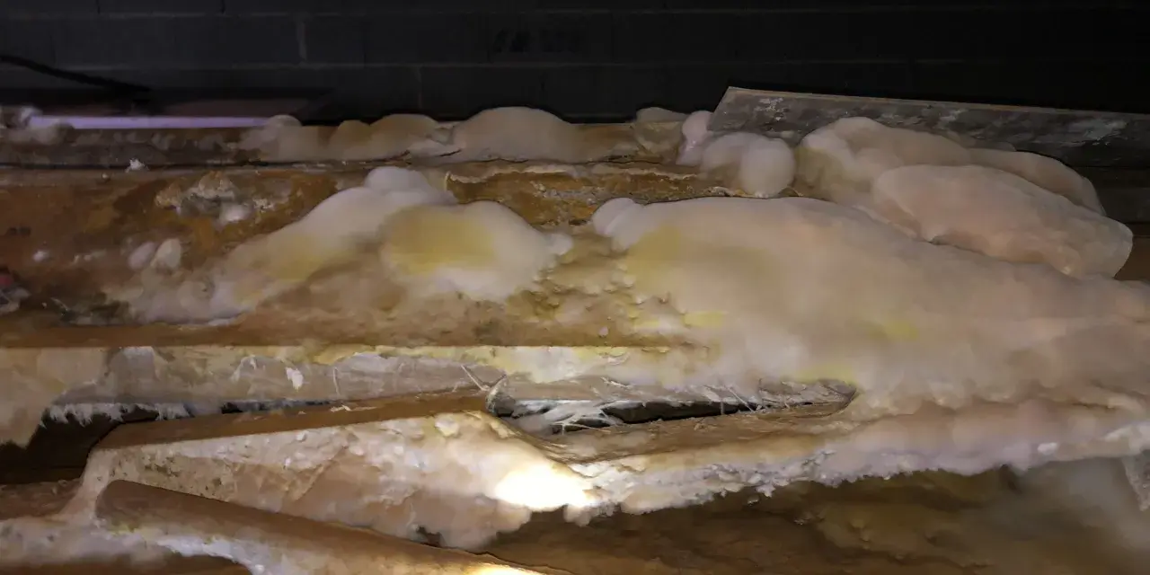 Gros plan sur des poutres en bois envahies par une moisissure blanche et jaune, signe d'une infestation nécessitant un traitement contre la mérule.