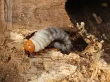 Larve blanche se nourrissant dans une cavité de bois, rappelant la dégradation d'une charpente apparente bois.