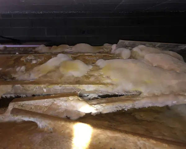 Gros plan sur des poutres en bois envahies par une moisissure blanche et jaune, signe d'une infestation nécessitant un traitement contre la mérule.