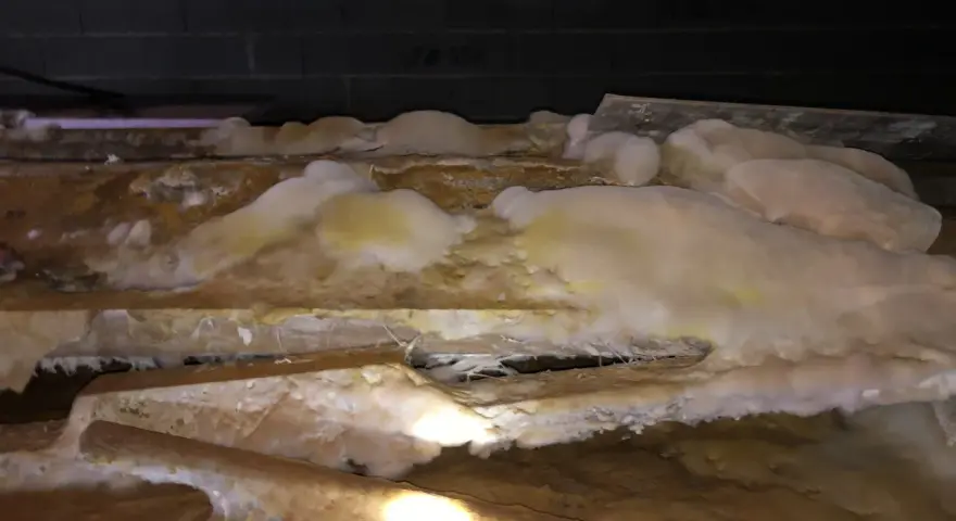 Gros plan sur des poutres en bois envahies par une moisissure blanche et jaune, signe d'une infestation nécessitant un traitement contre la mérule.