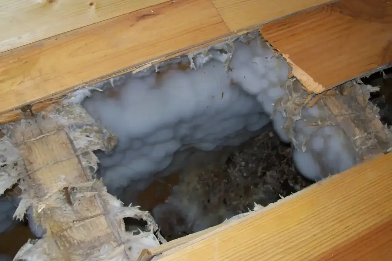 Plancher en bois endommag&eacute; par la m&eacute;rule, n&eacute;cessitant un traitement. L'isolant blanc et les d&eacute;bris sont visibles dans le trou.