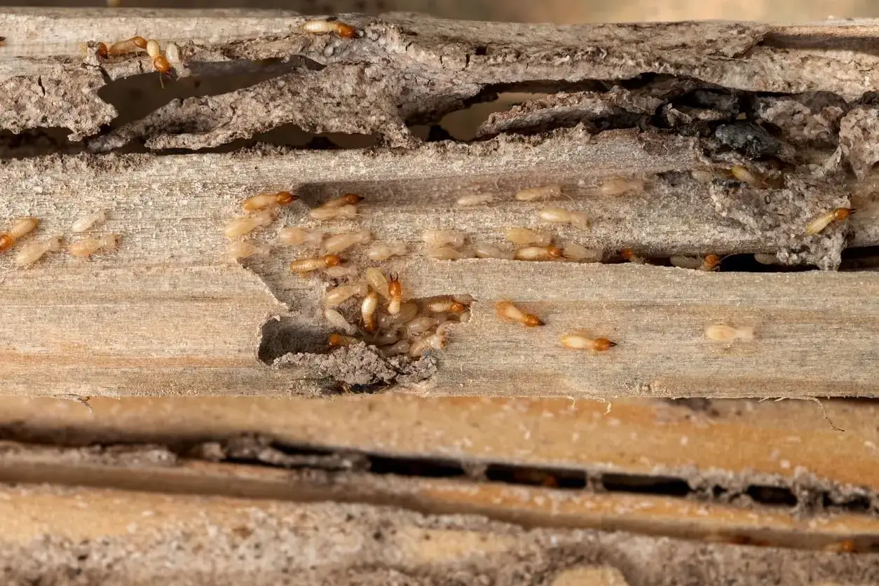 Colonisation de bois par des termites, un signe avant-coureur d'un traitement xylophage n&eacute;cessaire pour prot&eacute;ger la structure.